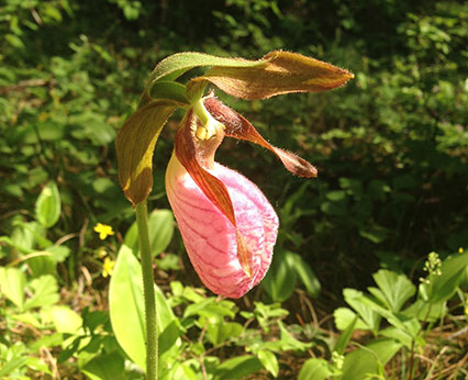 close up photo of pink pitcher plant along the payne's pine trail